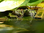 FZ008144 Marsh frogs (Pelophylax ridibundus) on plank.jpg